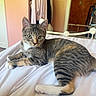 Tansie joined the competition — help win amazing prizes! cat, kitten, tabby, pet, indoor, bed, white_bedspread, green_eyes, fur, animal, domestic_animal, relaxed, laying, cute, young_cat, striped, paws, ears, whiskers, bedroom