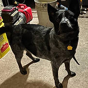 Pepper joined the competition — help win amazing prizes! dog, pet, canine, indoor, carpet, collar, id_tag, black_fur, gray_fur, alert, ears, looking_up, portrait, shadow, bucket, plastic_container, litter_box, tools, floor, fur_texture