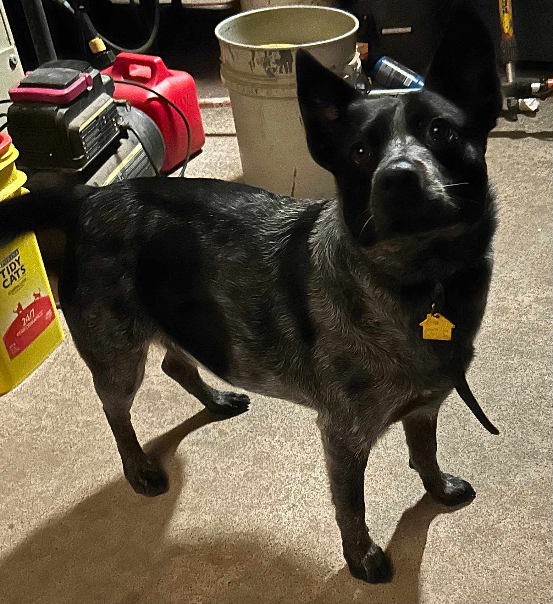 Pepper joined the competition — help win amazing prizes! dog, pet, canine, indoor, carpet, collar, id_tag, black_fur, gray_fur, alert, ears, looking_up, portrait, shadow, bucket, plastic_container, litter_box, tools, floor, fur_texture