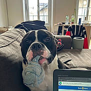 Thor a rejoint le concours — aidez-le/la à gagner de superbes lots ! animal, black_and_white, bulldog, chewing, couch, dog, face, funny, home, indoors, laptop, living_room, pet, plush_toy, portrait, short_coat, sitting, sofa, sunlight, window