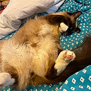 Urban a rejoint le concours — aidez-le/la à gagner de superbes lots ! animal, bed, bedroom, blanket, cat, couch, cushion, furniture, homedecor, indoors, interiordesign, kitten, linen, manx, person, pet, quilt, room, siamese, sleeping