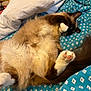 animal, bed, bedroom, blanket, cat, couch, cushion, furniture, homedecor, indoors, interiordesign, kitten, linen, manx, person, pet, quilt, room, siamese, sleeping