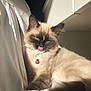 Urban a rejoint le concours — aidez-le/la à gagner de superbes lots ! accessories, animal, bodypart, cat, couch, cushion, face, furniture, head, homedecor, kitten, manx, mouth, person, pet, photography, portrait, siamese, sleeping, tongue