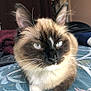 Urban a rejoint le concours — aidez-le/la à gagner de superbes lots ! angora, animal, bed, cat, furniture, kitten, manx, pet, siamese