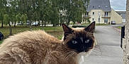 Urban participe au concours pour gagner de l'argent avec cette photo : animal, architecture, building, car, cat, city, grass, housing, kitten, manx, outdoors, person, pet, plant, road, shelter, siamese, transportation, tree, vehicle
