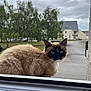 animal, architecture, building, car, cat, city, grass, housing, kitten, manx, outdoors, person, pet, plant, road, shelter, siamese, transportation, tree, vehicle