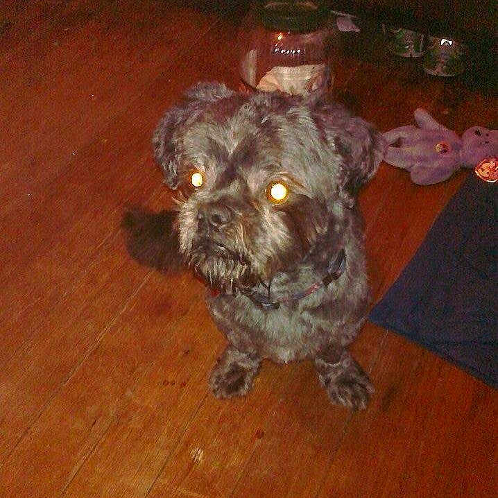 Buddy