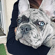 Appy a rejoint le concours — aidez-le/la à gagner de superbes lots ! dog, french_bulldog, blue_eyes, pet, close_up, animal, canine, face, ears, person, arm, holding, doorway, pet_door, fur, expression, indoors, black_clothing, floor, green_mat