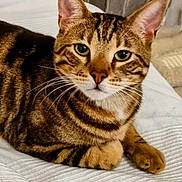 Grimise participe au concours pour gagner de l'argent avec cette photo : animal, bed, blanket, cat, closeup, comfort, cozy, cute, ears, eyes, feline, fur, home, indoor, looking, pet, resting, striped, tabby, whiskers