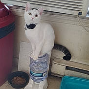 Pearl is registered to the contest to win money with this photo: cat, white_cat, pet, water_dispenser, food_bowl, litter_box, indoor, floor, curious, collar, animal, wide_eyes, sitting, container, plastic, household, vent, trash_bin, tail, floor_tile