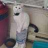 cat, white_cat, pet, water_dispenser, food_bowl, litter_box, indoor, floor, curious, collar, animal, wide_eyes, sitting, container, plastic, household, vent, trash_bin, tail, floor_tile