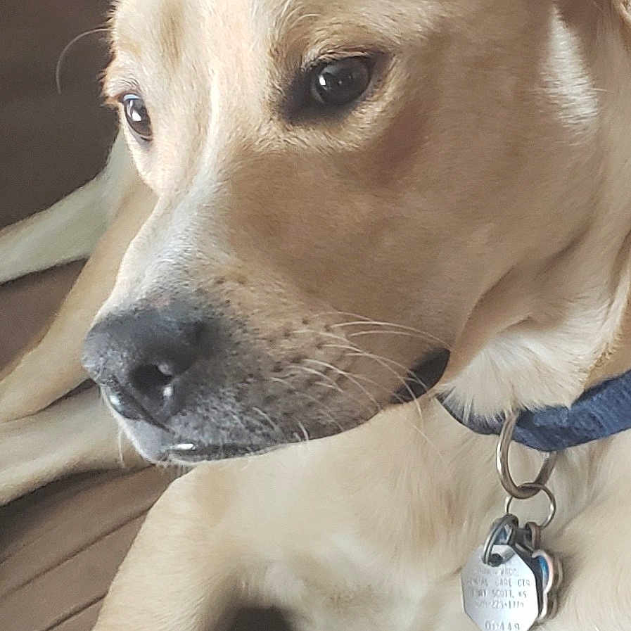 Duke is registered to the contest to win money with this photo: animal, brown_couch, calm, canine, close_up, collar, dog, dog_tags, domestic_animal, ears, fur, indoor, light_brown, pet, portrait, relaxed, resting, side_view, snout, whiskers