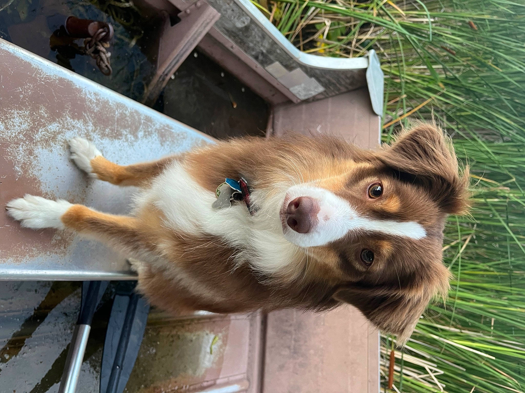 Sora is registered to the contest to win money with this photo: biting, canidae, carnivore, companion_dog, dog, dog_breed, fawn, felidae, fur, grass, plant, small_to_medium_sized_cats, snout, sporting_group, terrestrial_animal, whiskers, wildlife, wood, working_animal