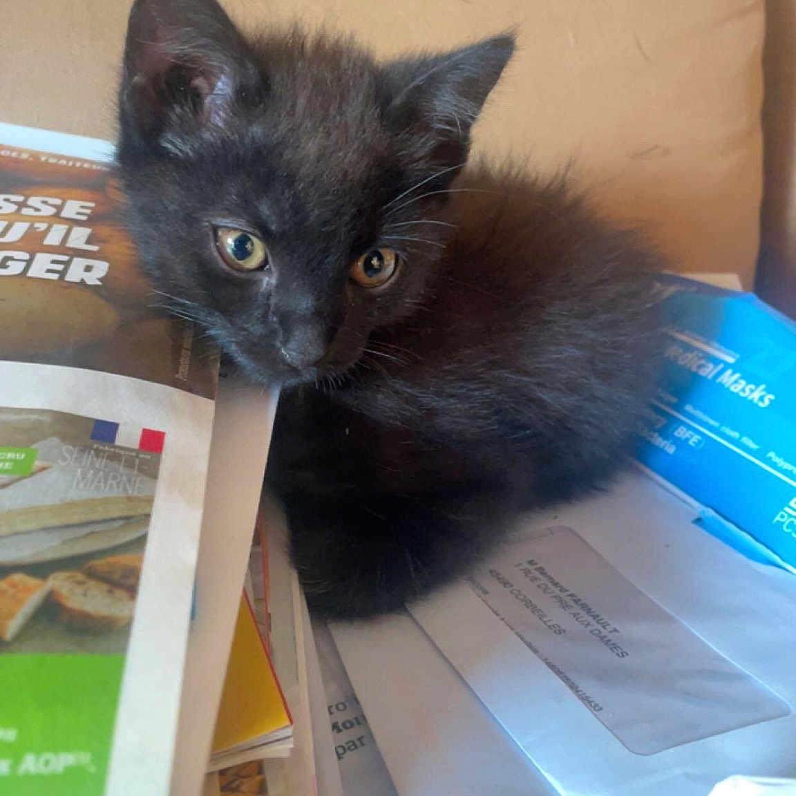 Simba