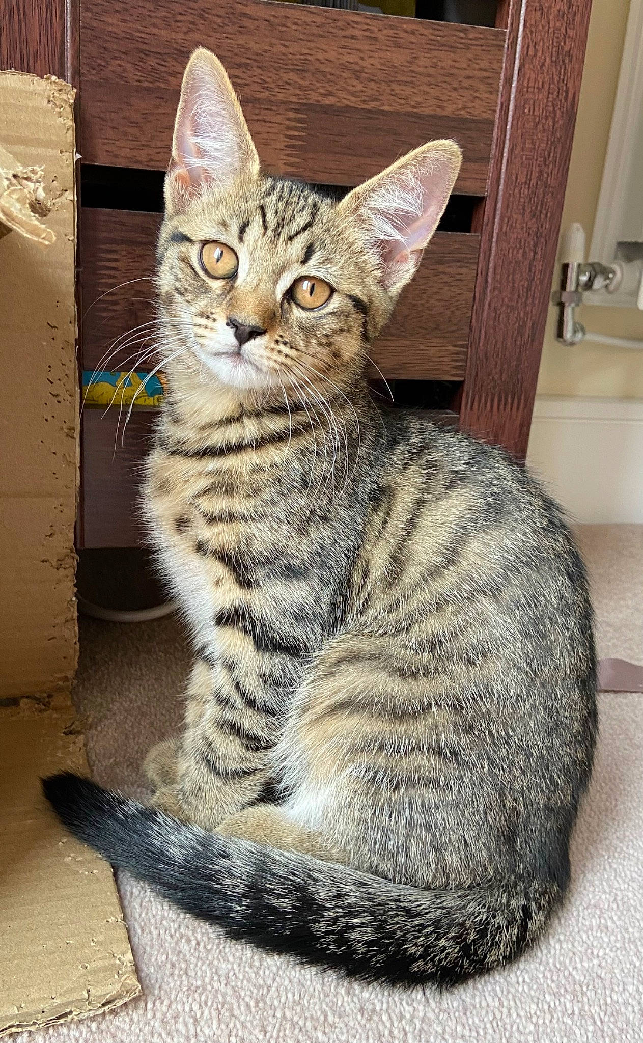 Bear is registered to the contest to win money with this photo: carnivore, cat, domestic_short_haired_cat, felidae, fur, paw, sitting, small_to_medium_sized_cats, snout, tail, terrestrial_animal, whiskers