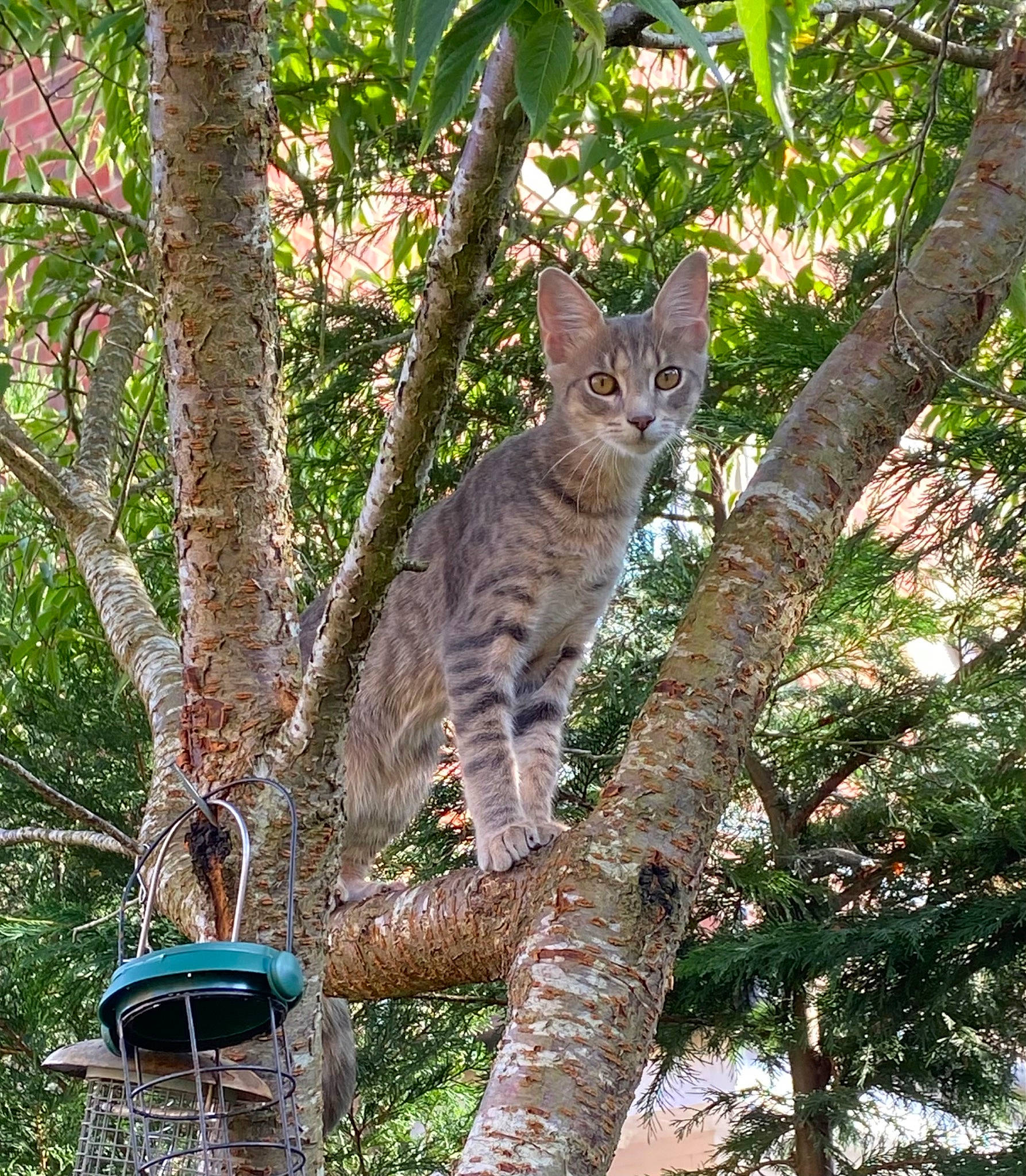 Bruno is registered to the contest to win money with this photo: botany, carnivore, cat, domestic_short_haired_cat, felidae, fur, grass, groundcover, plant, small_to_medium_sized_cats, snout, spring, tail, terrestrial_animal, tree, trunk, twig, whiskers, wildlife, wood