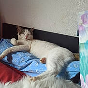 Princesse participe au concours pour gagner de l'argent avec cette photo : cat, sleeping, blue_pillow, floral_pattern, bed, white_fur, dog, cozy, relaxed, indoor, pet, animal, resting, headboard, textured_wall, closeup, furry, companion, nap, soft