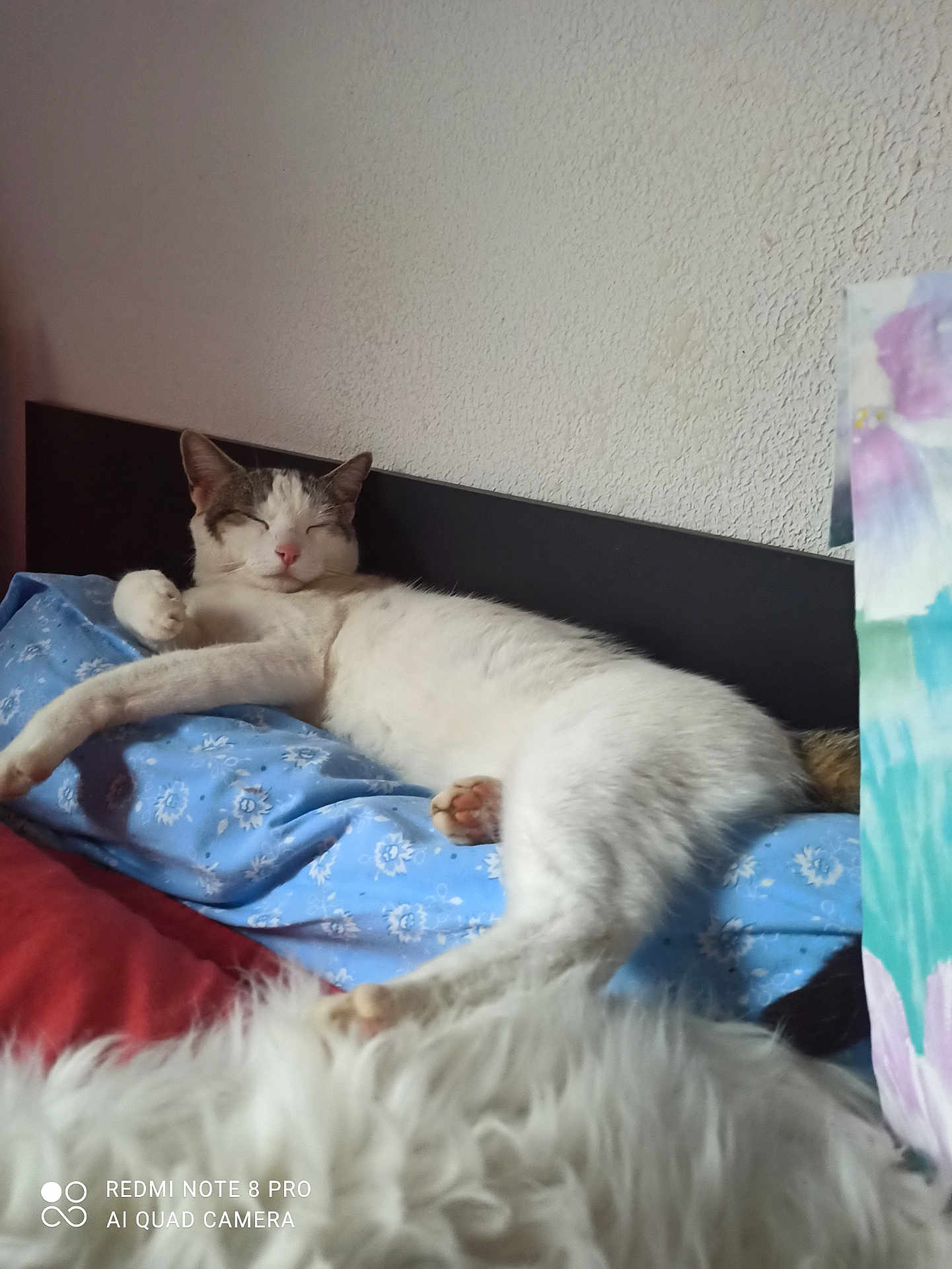 Princesse participe au concours pour gagner de l'argent avec cette photo : cat, sleeping, blue_pillow, floral_pattern, bed, white_fur, dog, cozy, relaxed, indoor, pet, animal, resting, headboard, textured_wall, closeup, furry, companion, nap, soft
