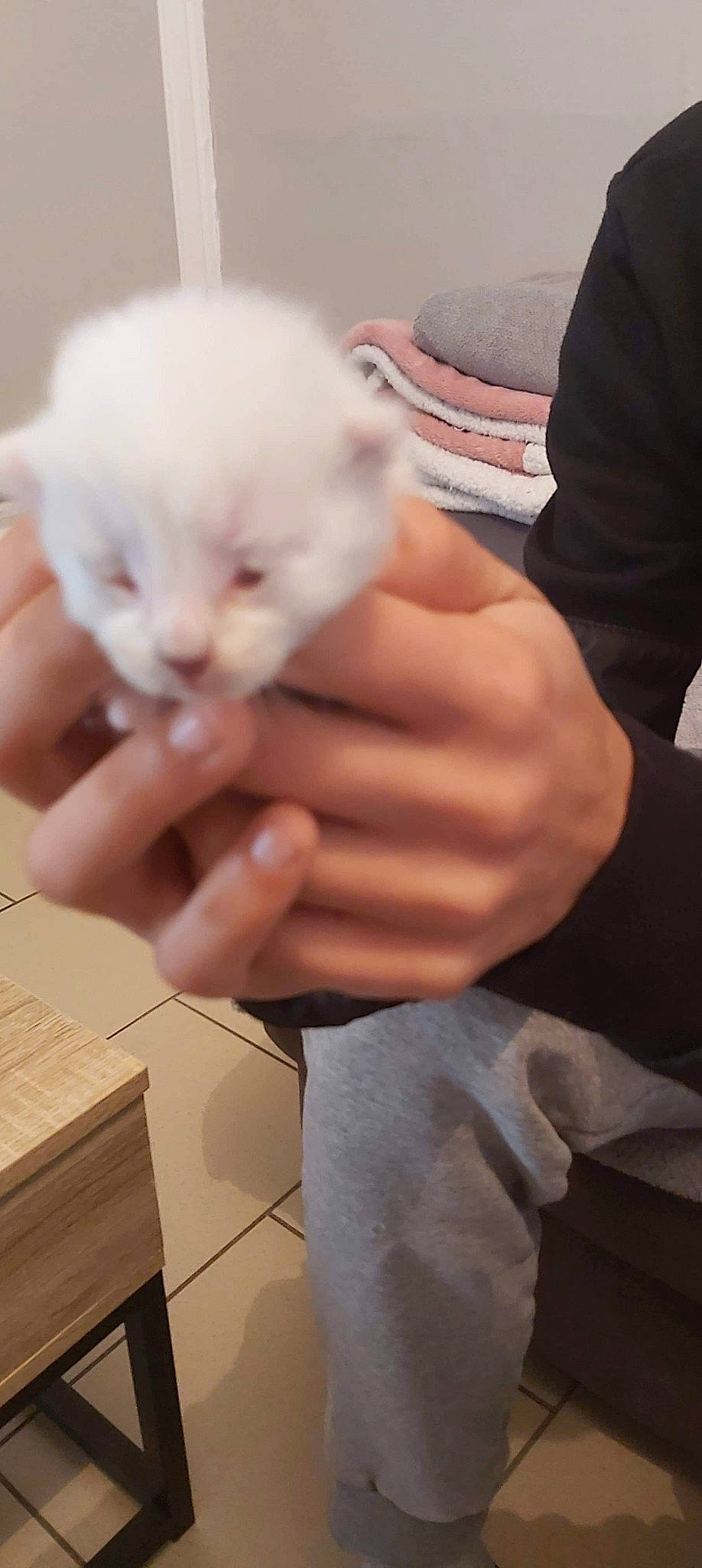 Ravenn a rejoint le concours — aidez-le/la à gagner de superbes lots ! asian, british_longhair, british_semi_longhair, burmilla, carnivore, cat, fawn, felidae, fur, himalayan, kitten, mammal, napoleon_cat, persian, small_to_medium_sized_cats, turkish_angora, whiskers