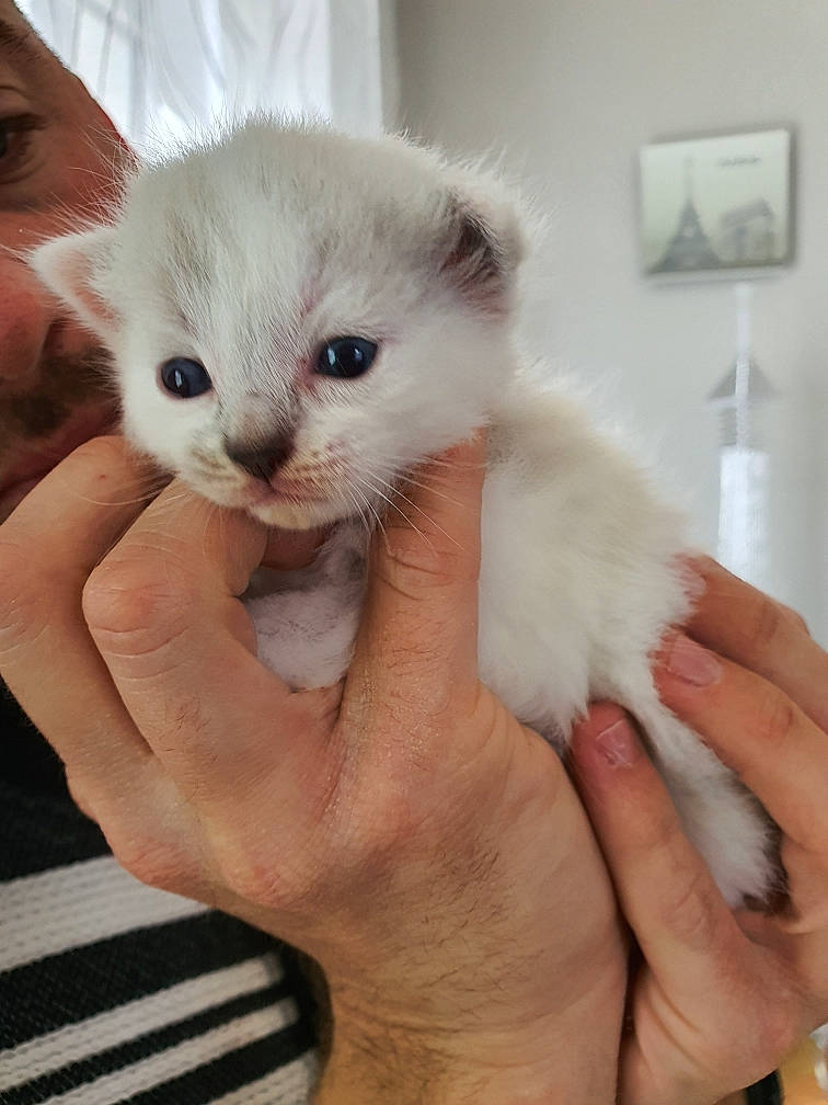 Ravenn participe au concours pour gagner de l'argent avec cette photo : american_curl, asian, balinese, burmilla, carnivore, cat, claw, colorpoint_shorthair, eye, felidae, javanese, khao_manee, kitten, mammal, ojos_azules, ragdoll, small_to_medium_sized_cats, thai, vertebrate, whiskers