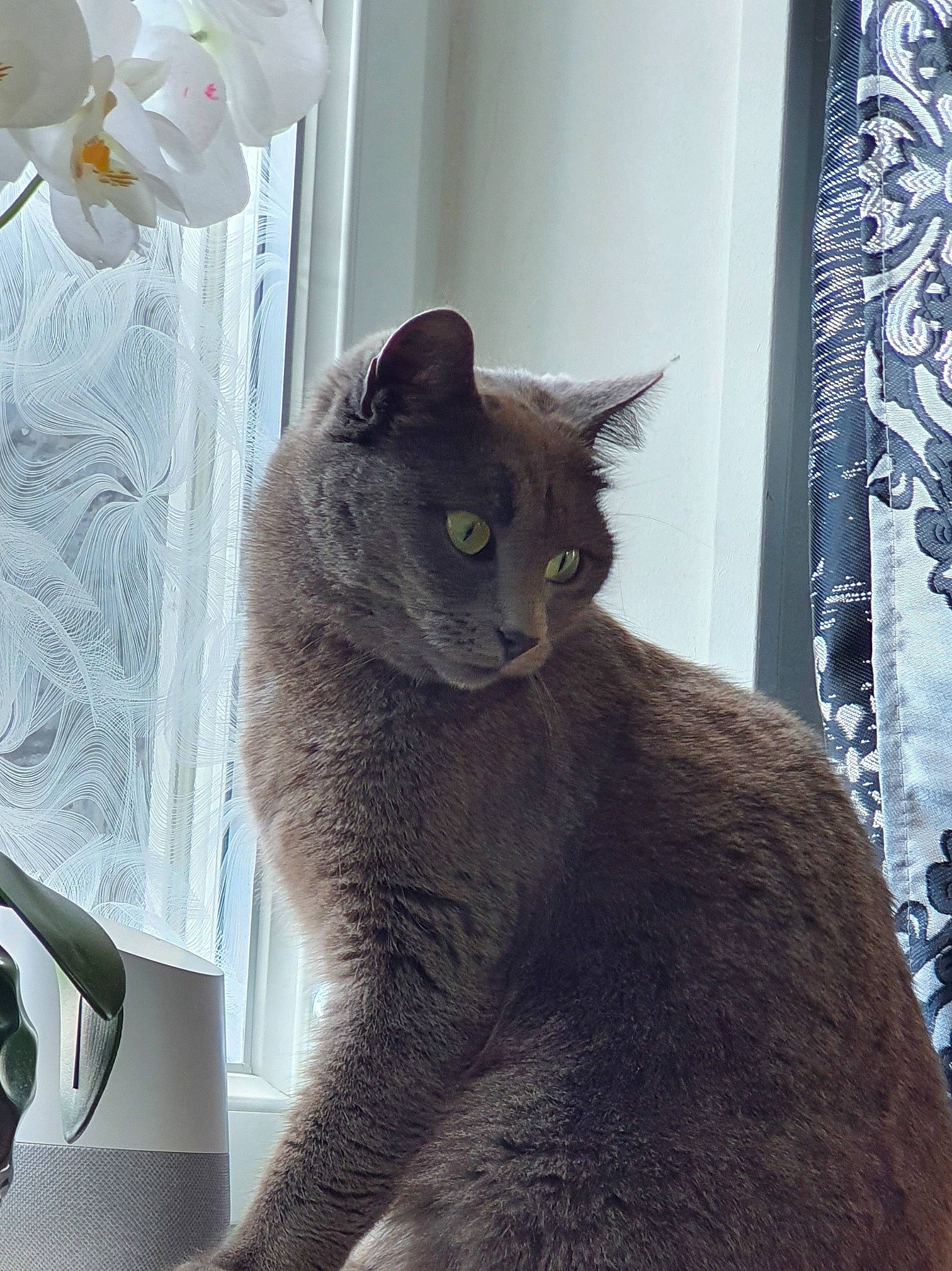 Abouella a rejoint le concours — aidez-le/la à gagner de superbes lots ! asian, british_shorthair, burmese, carnivore, cat, chartreux, domestic_short_haired_cat, european_shorthair, felidae, german_rex, korat, mammal, nebelung, russian_blue, small_to_medium_sized_cats, whiskers, window