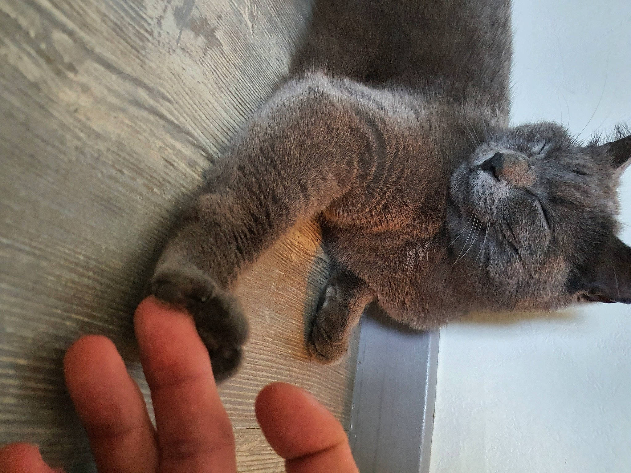 Abouella participe au concours pour gagner de l'argent avec cette photo : british_shorthair, burmese, carnivore, cat, chartreux, claw, domestic_short_haired_cat, fawn, felidae, hand, korat, mammal, nebelung, paw, russian_blue, small_to_medium_sized_cats, snout, whiskers