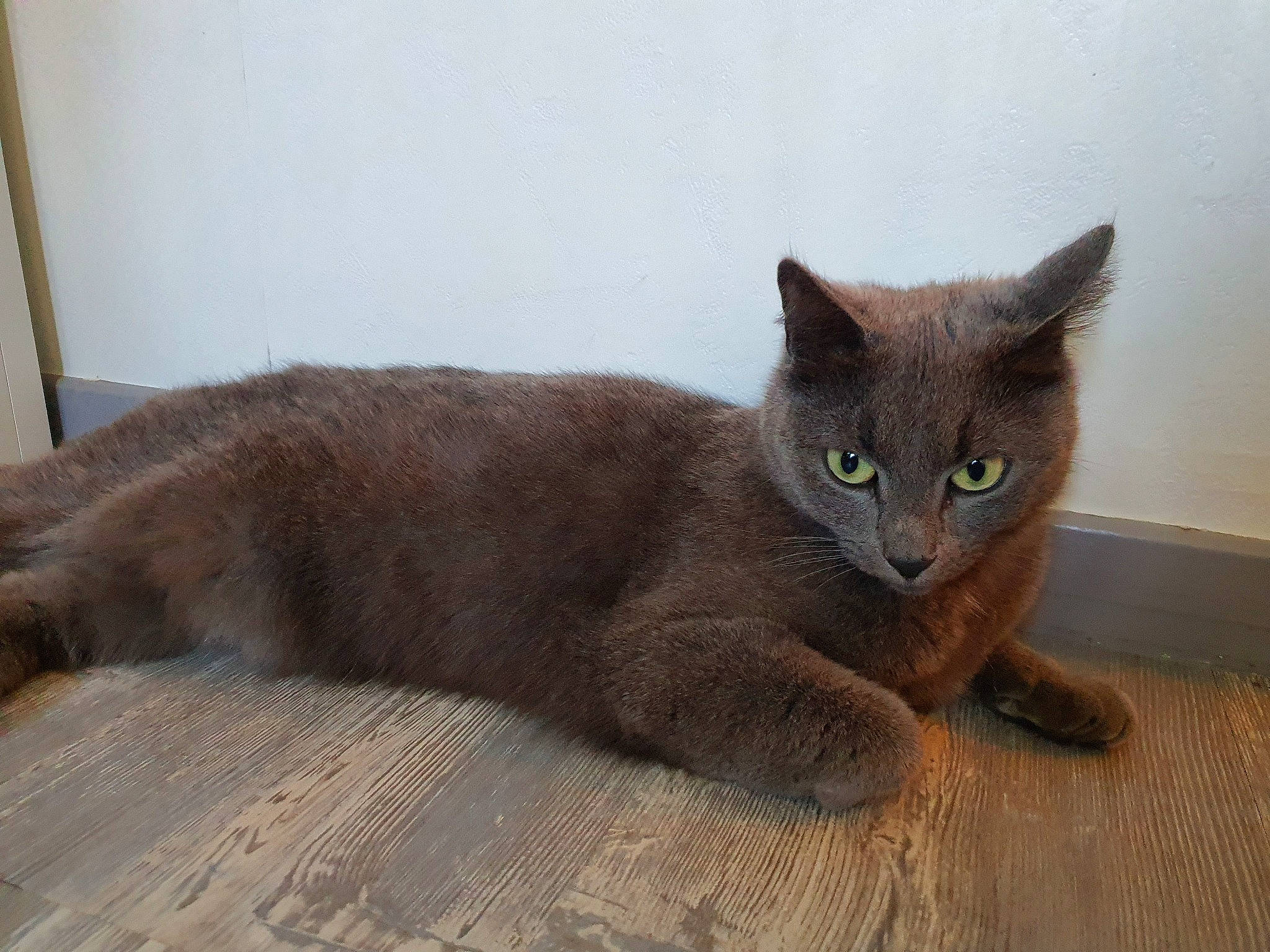 Abouella participe au concours pour gagner de l'argent avec cette photo : asian, british_shorthair, burmese, carnivore, cat, chartreux, domestic_short_haired_cat, fawn, felidae, havana_brown, korat, mammal, nebelung, russian_blue, small_to_medium_sized_cats, vertebrate, whiskers