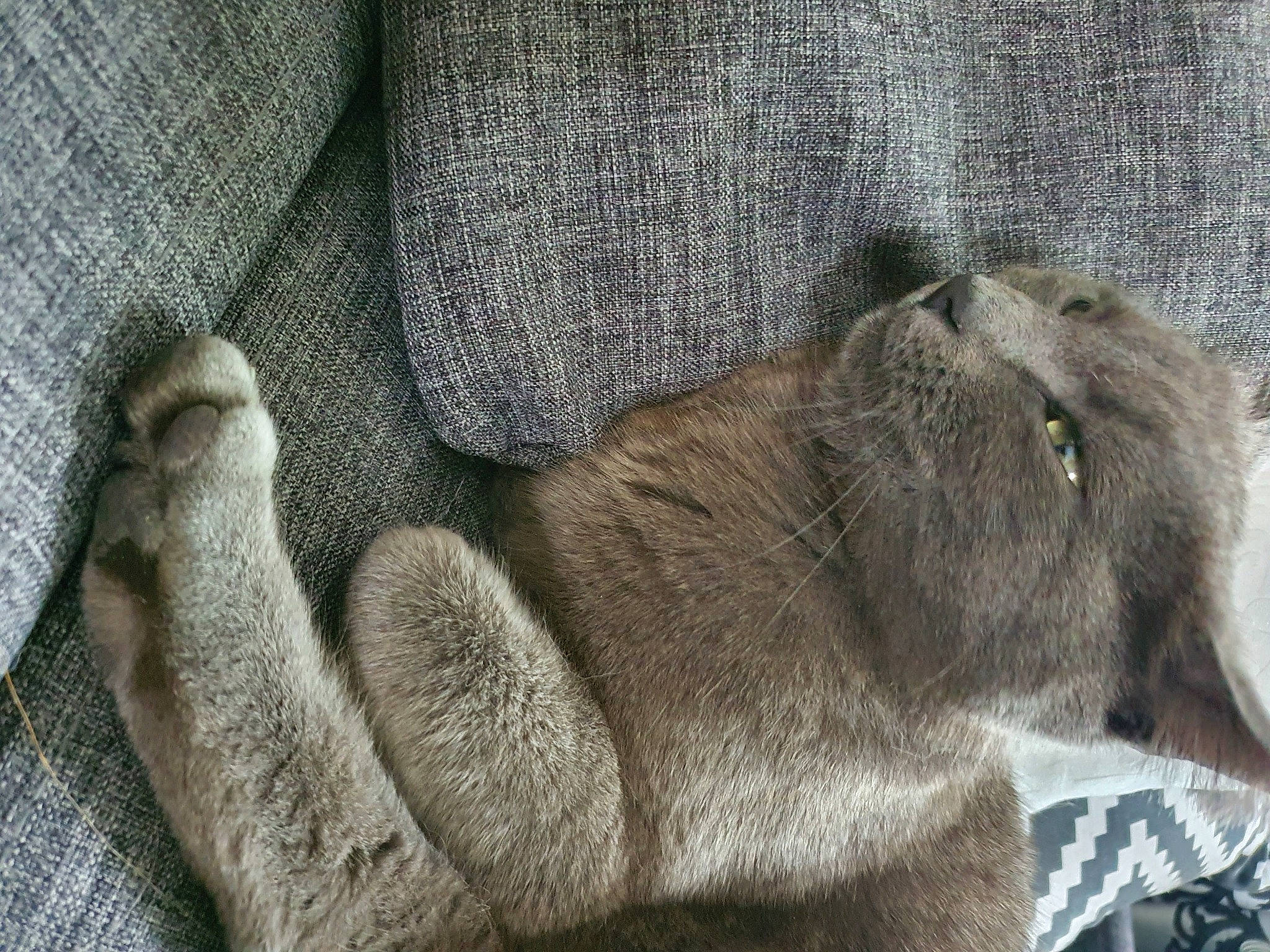 Abouella a rejoint le concours — aidez-le/la à gagner de superbes lots ! british_shorthair, carnivore, cat, chartreux, fawn, felidae, fur, korat, russian_blue, small_to_medium_sized_cats, snout, whiskers