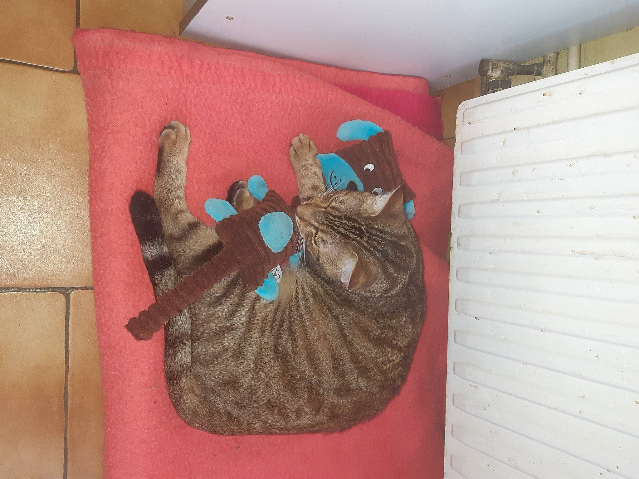 Osca a rejoint le concours — aidez-le/la à gagner de superbes lots ! art, box, carmine, cat, domestic_short_haired_cat, felidae, flooring, hardwood, illustration, linens, magenta, pattern, room, small_to_medium_sized_cats, tail, visual_arts, whiskers, wood, wood_stain, wool