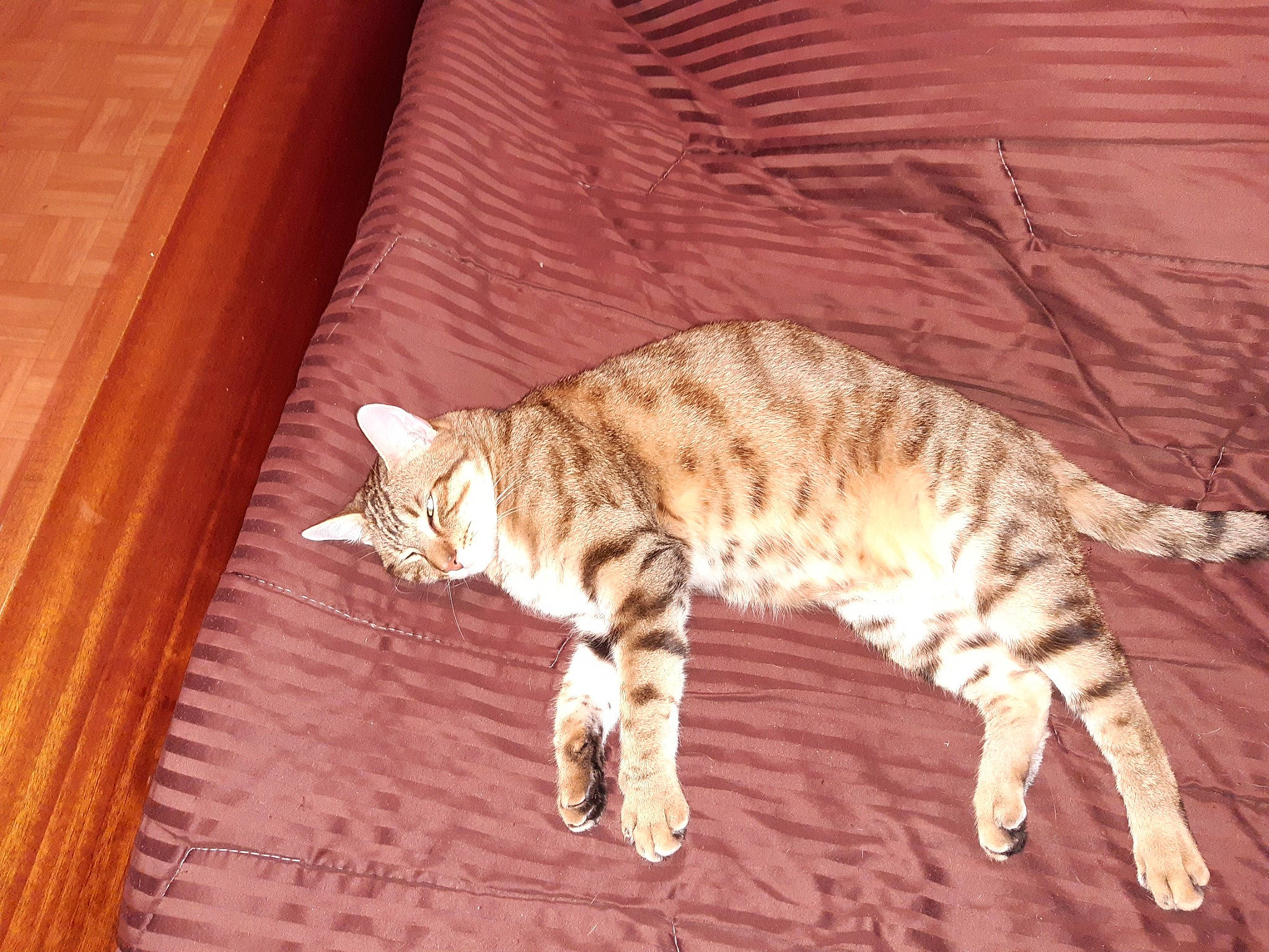 Osca participe au concours pour gagner de l'argent avec cette photo : carnivore, cat, claw, comfort, domestic_short_haired_cat, eye, fawn, felidae, flooring, fur, hardwood, head, paw, small_to_medium_sized_cats, snout, tail, terrestrial_animal, whiskers, wildlife, wood