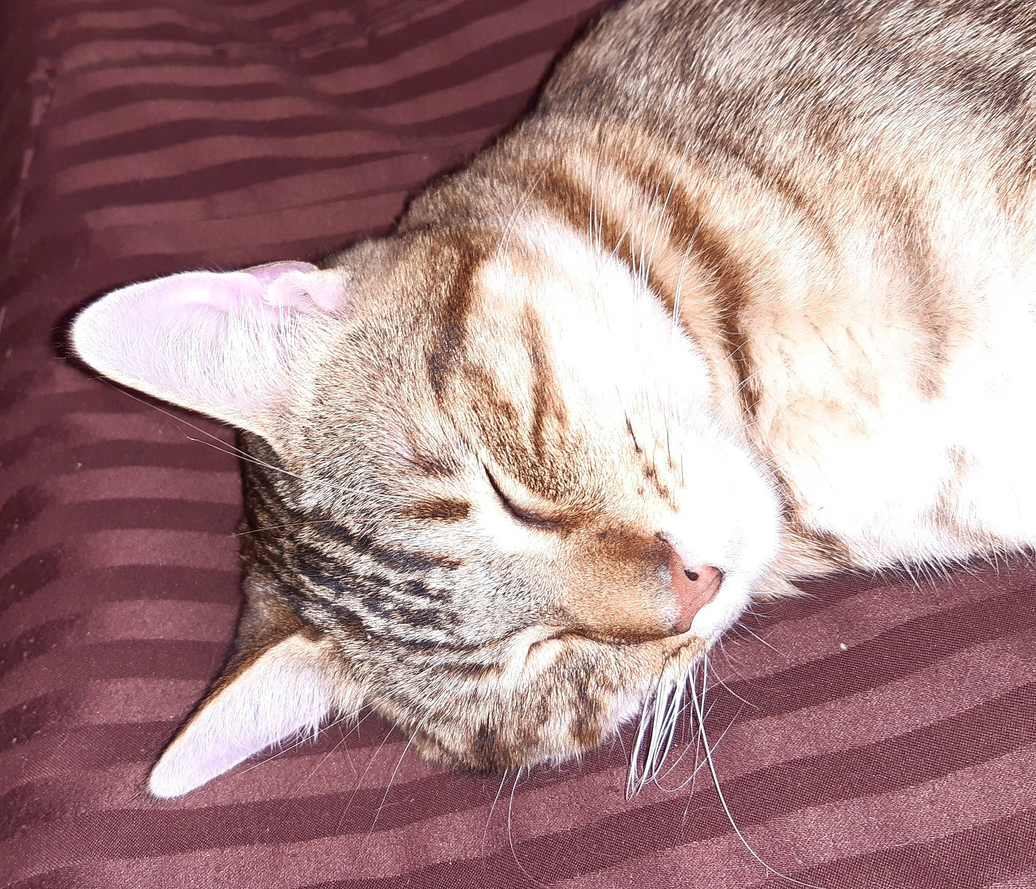 Osca a rejoint le concours — aidez-le/la à gagner de superbes lots ! carnivore, cat, claw, comfort, domestic_short_haired_cat, ear, eye, fawn, felidae, fur, head, human_body, leg, nap, paw, small_to_medium_sized_cats, snout, tail, terrestrial_animal, whiskers