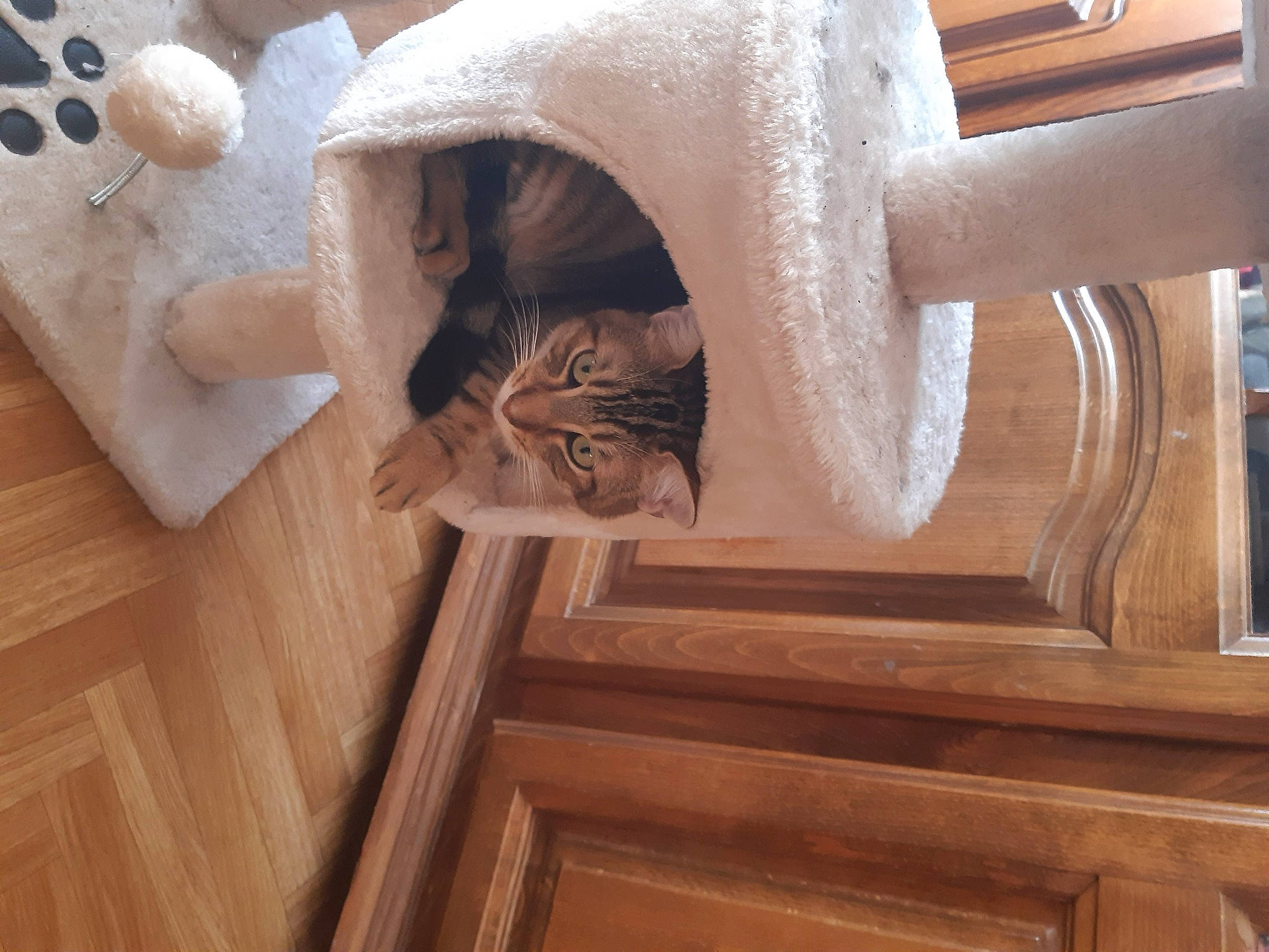 Osca a rejoint le concours — aidez-le/la à gagner de superbes lots ! baluster, carnivore, cat, cat_supply, domestic_short_haired_cat, door, fawn, felidae, flooring, fur, hardwood, sculpture, small_to_medium_sized_cats, stairs, tail, varnish, whiskers, wood, wood_flooring, wood_stain