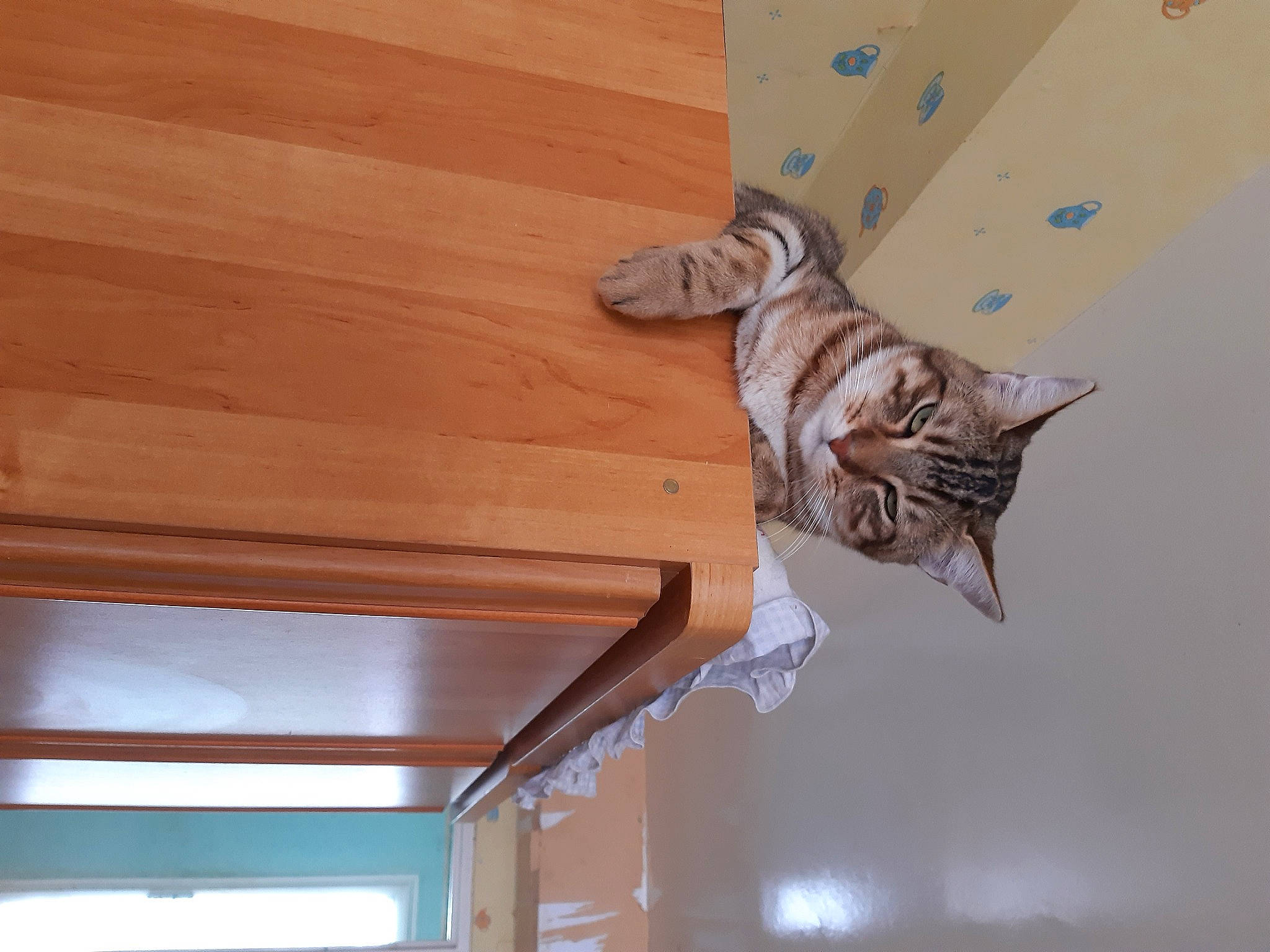 Osca a rejoint le concours — aidez-le/la à gagner de superbes lots ! beam, carnivore, cat, ceiling, domestic_short_haired_cat, fawn, felidae, flooring, hardwood, laminate_flooring, mammal, plank, plywood, small_to_medium_sized_cats, tail, varnish, whiskers, window, wood, wood_stain