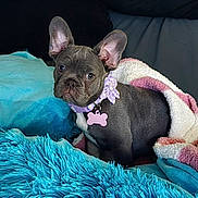 Lazule joined the competition — help win amazing prizes! dog, puppy, french_bulldog, blanket, blue_pillow, blue_blanket, pink_and_white_blanket, collar, bone_tag, flower_collar, pet, cute, indoor, cozy, fur, ears, sitting, looking, close_up, couch