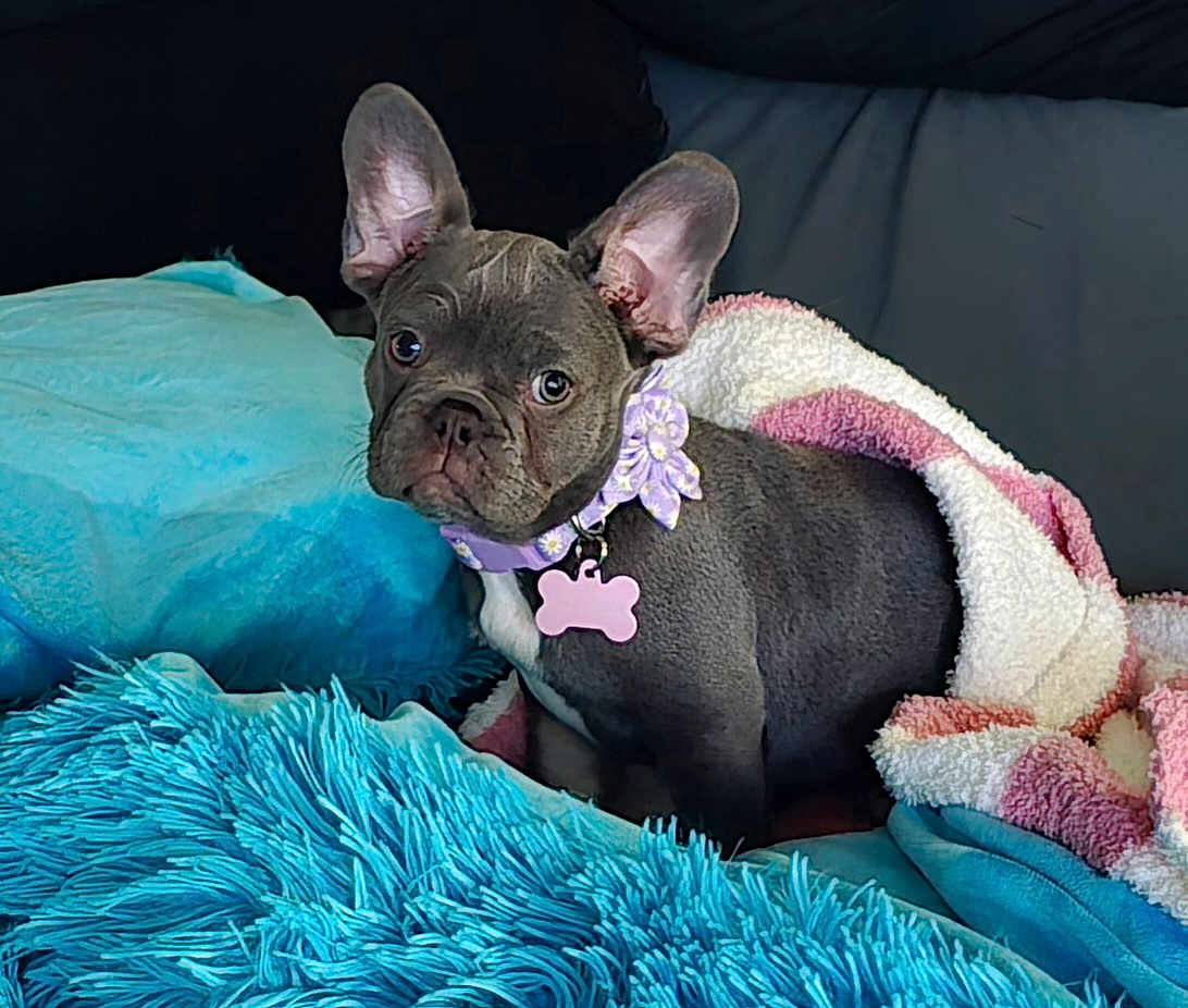Lazule joined the competition — help win amazing prizes! dog, puppy, french_bulldog, blanket, blue_pillow, blue_blanket, pink_and_white_blanket, collar, bone_tag, flower_collar, pet, cute, indoor, cozy, fur, ears, sitting, looking, close_up, couch