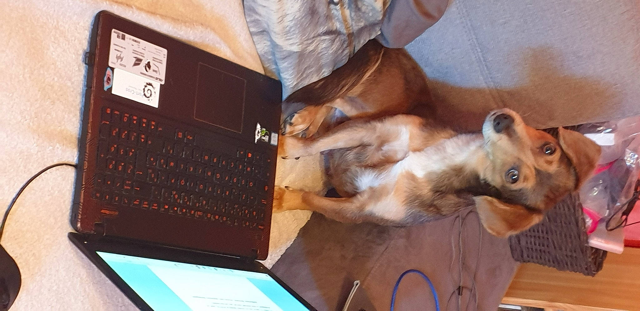 Clochette participe au concours pour gagner de l'argent avec cette photo : canidae, communication_device, companion_dog, computer, dog_breed, fawn, felidae, fur, gadget, input_device, netbook, numeric_keypad, office_equipment, office_supplies, output_device, small_to_medium_sized_cats, space_bar, table, tail, working_animal