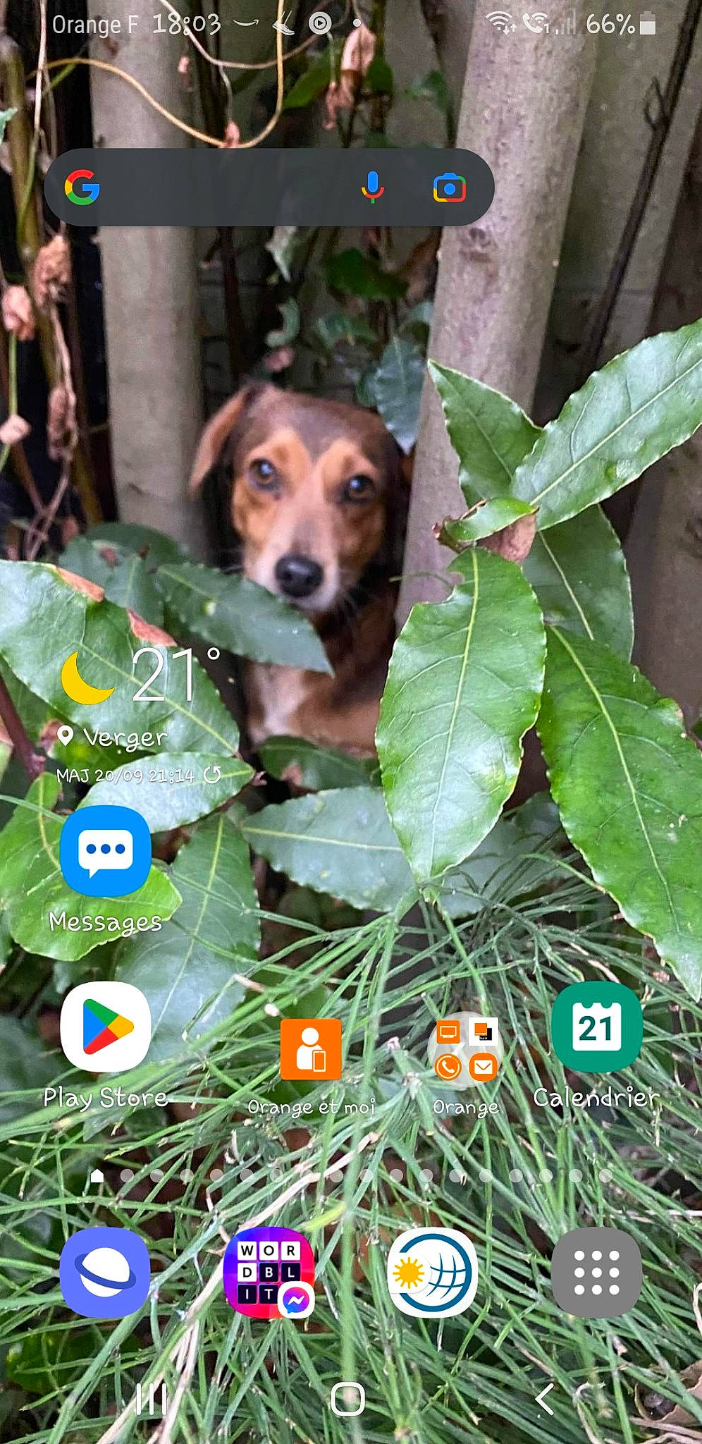 Clochette a rejoint le concours — aidez-le/la à gagner de superbes lots ! ancient_dog_breeds, buddleia, canidae, carnivore, collar, companion_dog, dog, dog_breed, dog_supply, fawn, flowering_plant, grass, herb, plant, sporting_group, terrestrial_plant, working_animal, working_dog