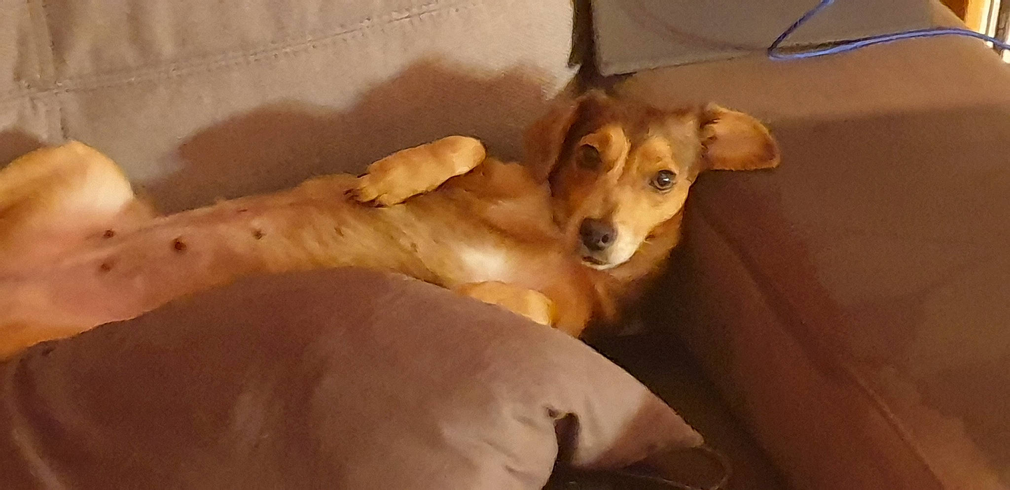 Clochette participe au concours pour gagner de l'argent avec cette photo : bed, canidae, carnivore, comfort, companion_dog, couch, dog, dog_breed, dog_supply, fawn, fur, paw, puppy, snout, sporting_group, street_dog, tail, whiskers, wood, working_animal