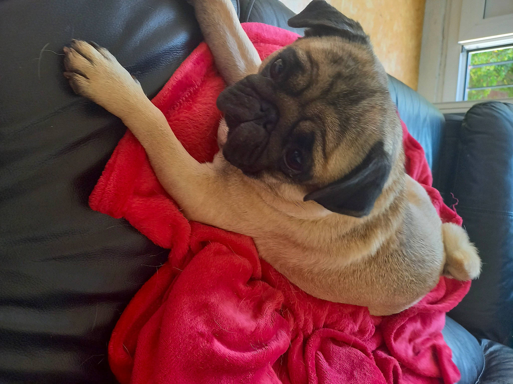 Zora a rejoint le concours — aidez-le/la à gagner de superbes lots ! carnivore, comfort, companion_dog, dog, dog_bed, dog_breed, fawn, felidae, fur, gesture, human_leg, linens, pug, small_to_medium_sized_cats, snout, sporting_group, tail, whiskers, wool, wrinkle