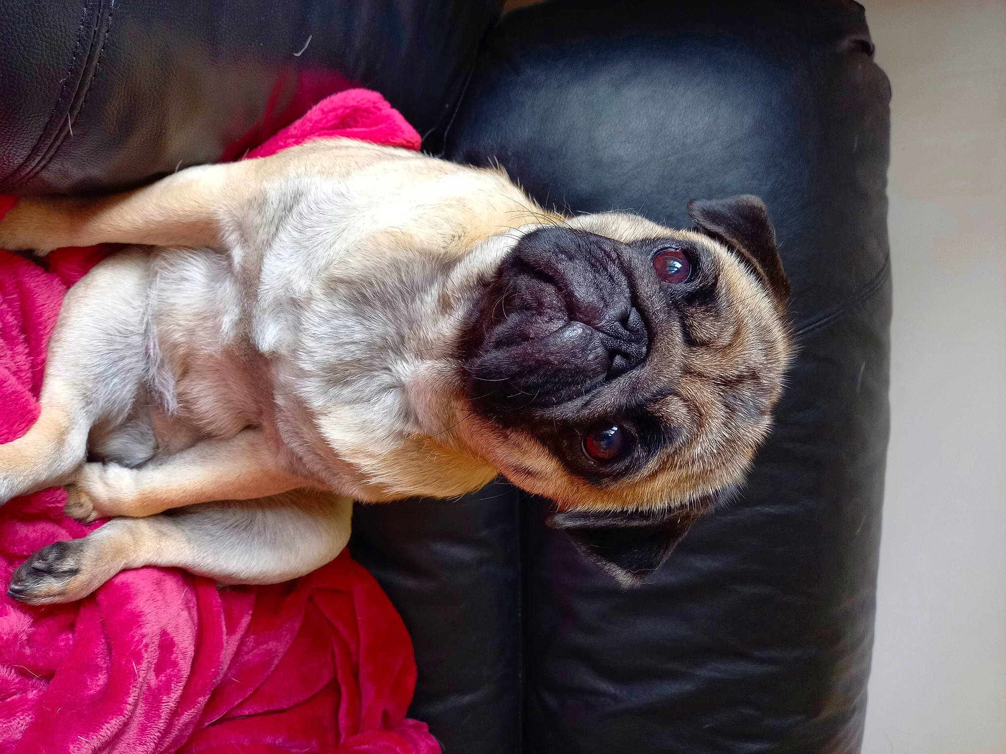 Zora a rejoint le concours — aidez-le/la à gagner de superbes lots ! canidae, carnivore, collar, comfort, companion_dog, dog, dog_breed, dog_collar, ear, eye, fawn, human_body, pug, snout, sporting_group, toy_dog, vertebrate, whiskers, working_animal, wrinkle