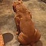 Lola is registered to the contest to win money with this photo: dog, brown, indoor, floor, sitting, back_view, tail, pet, canine, muscular, animal, quiet, shadow, flooring, domestic, companion, resting, furnishing, home, quiet_moment