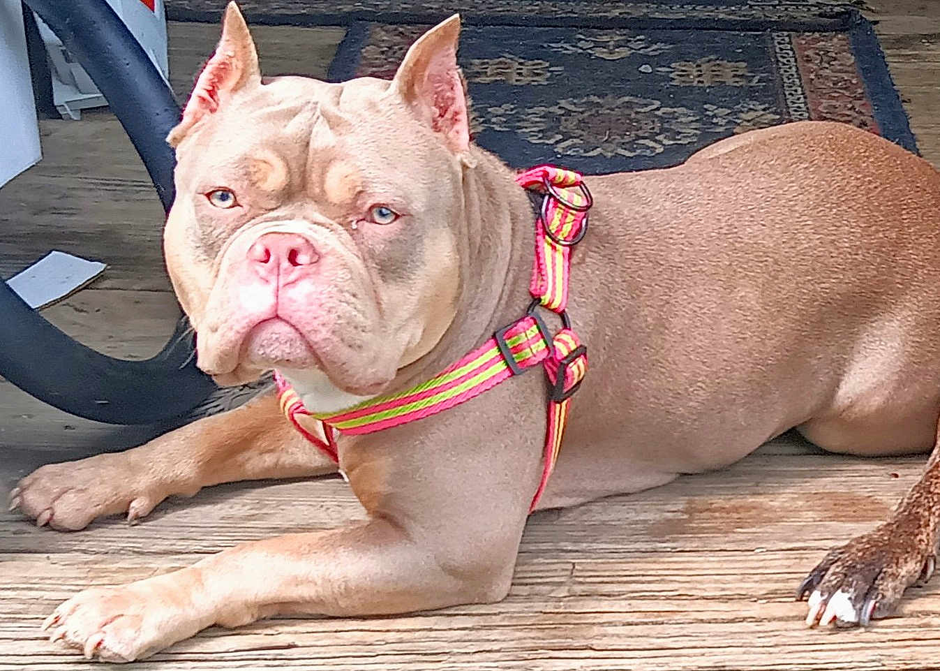 Lola
