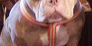 Lola is registered to the contest to win money with this photo: dog, bulldog, pet, animal, sitting, chair, wooden_chair, indoor, ears, collar, fur, face, nose, paws, stocky, looking, closeup, domestic_animal, companion, household