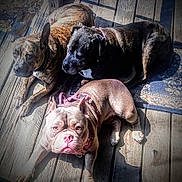 Lola joined the competition — help win amazing prizes! dog, dogs, canine, pet, outdoor, wooden_deck, sunlight, relaxing, brindle, brown_dog, black_dog, pink_harness, animal, companion, laying_down, portrait, fur, daylight, wood, carpet
