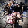 dog, dogs, canine, pet, outdoor, wooden_deck, sunlight, relaxing, brindle, brown_dog, black_dog, pink_harness, animal, companion, laying_down, portrait, fur, daylight, wood, carpet