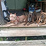 Lola joined the competition — help win amazing prizes! animals, brindle, brown, companions, dog, dogs, grass, harness, leash, mixed_breed, outdoor, pets, porch, quiet, relaxed, resting, steps, three, vintage, wooden
