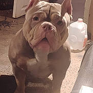 Loco Lola is registered to the contest to win money with this photo: dog, indoor, muscular, brown, white, plastic_jug, floor, pet, animal, ears, face, snout, shadow, door, background, curious, light, household, closeup, standing