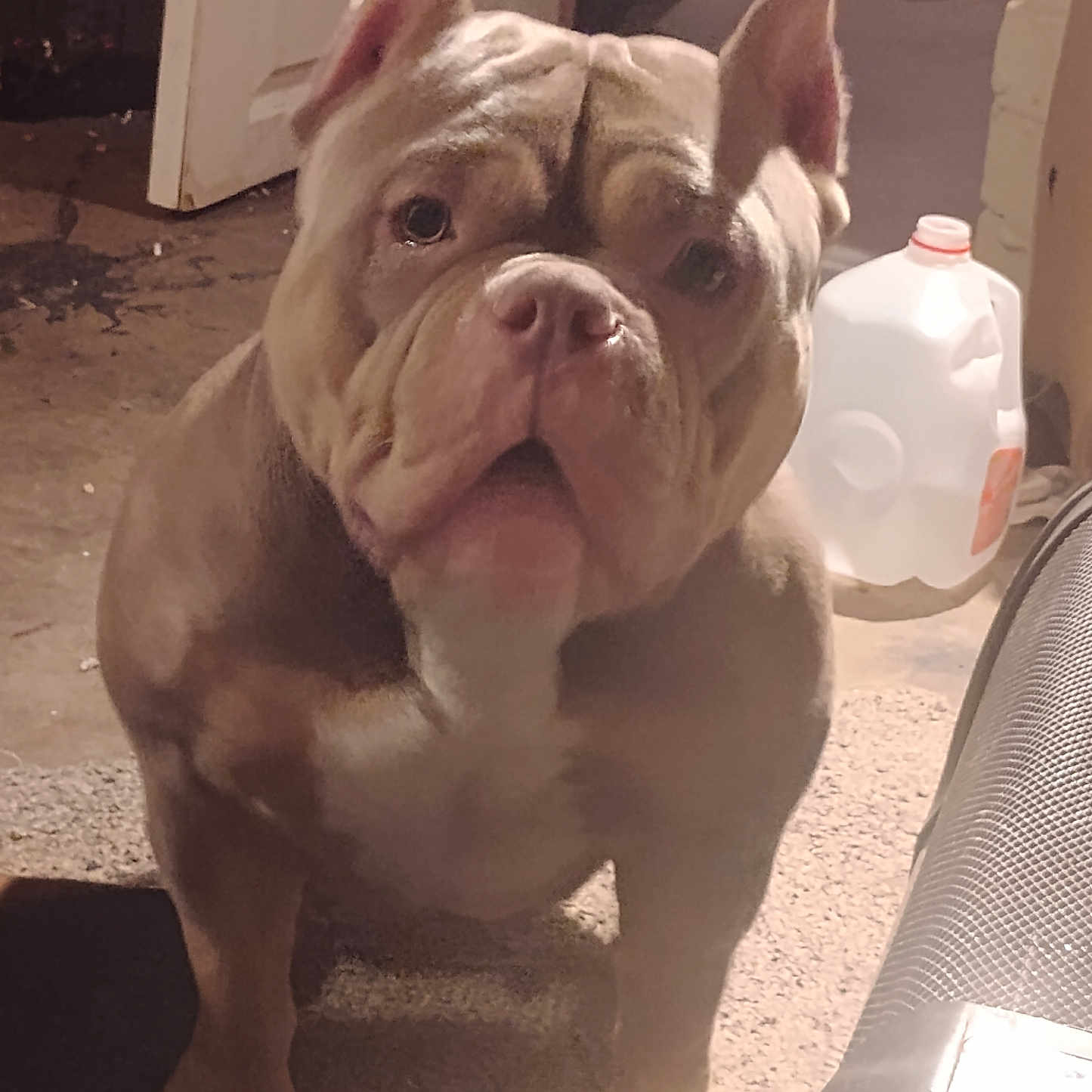 Loco Lola is registered to the contest to win money with this photo: dog, indoor, muscular, brown, white, plastic_jug, floor, pet, animal, ears, face, snout, shadow, door, background, curious, light, household, closeup, standing