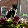 animal, black_and_white, bouquet, brick_building, cat, daylight, flowers, greenery, indoor, leaf, nature, pet, pink, plant, purple, screen, still_life, sunlight, window, windowsill