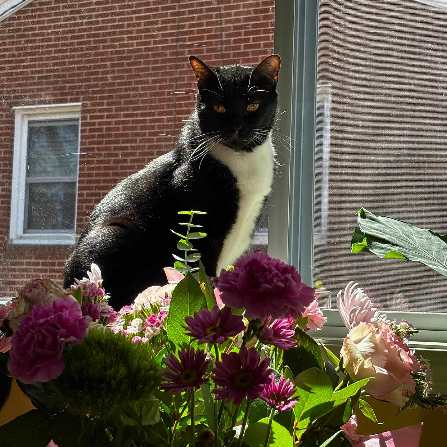 Kitty